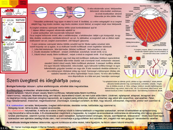 Szem (üvegtest és ideghártya)